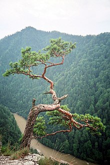 Blick auf den Dunajec