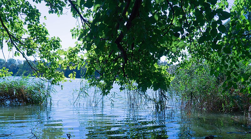 File:Tree on the lake side.jpg