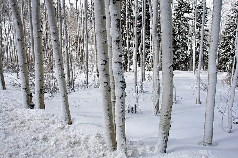 File:Trees, Cedar Breaks National Park (3446873628).jpg