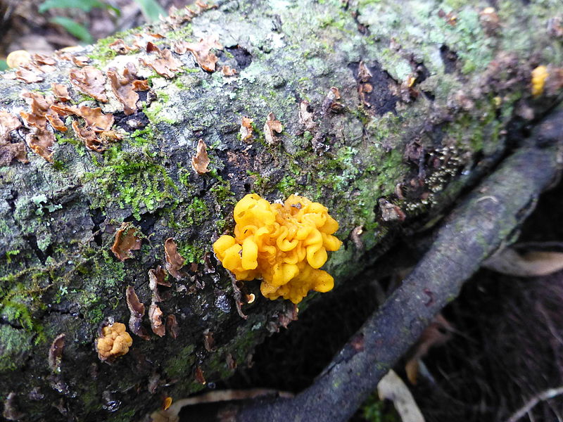 File:Tremella aurantia Schwein 551483 2015-08-29.jpg