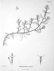 Trichospira verticillata (disegno) (بریده شده) .jpg