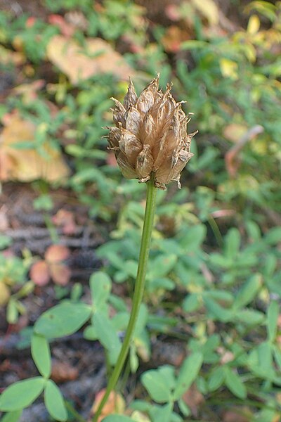 File:Trifolium parryi kz01.jpg