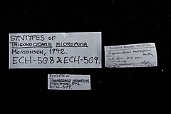 File:Trigonocidaris micropora - ECH-000509 label.jpg (Category:Echinodermata in the Natural History Museum of Denmark)