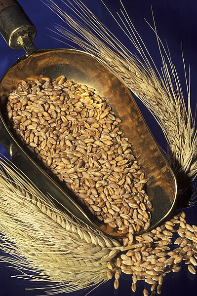 File:Triticale Calao Cl 5 J Weber (23455979804).jpg