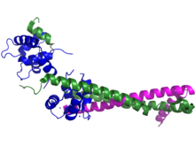 Troponin Ribbon Diagram.png