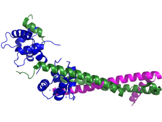 Troponin Protein complex