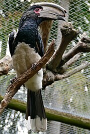 Trumpeter Hornbill (Bycanistes bucinator) male captive ... (32861014451).jpg