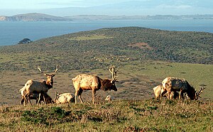 Tule Elk at Tomales Point Tupeelkpointreyes.jpg