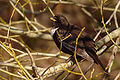 Kaelusrästas (Turdus torquatus)