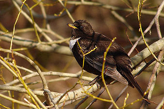 Turdus torquatus 2. jpg