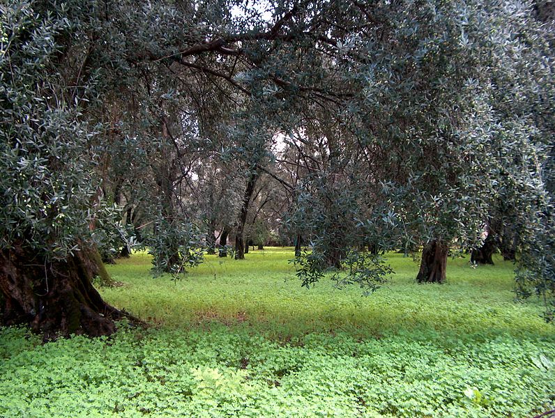 File:Uliveti della Piana - panoramio.jpg