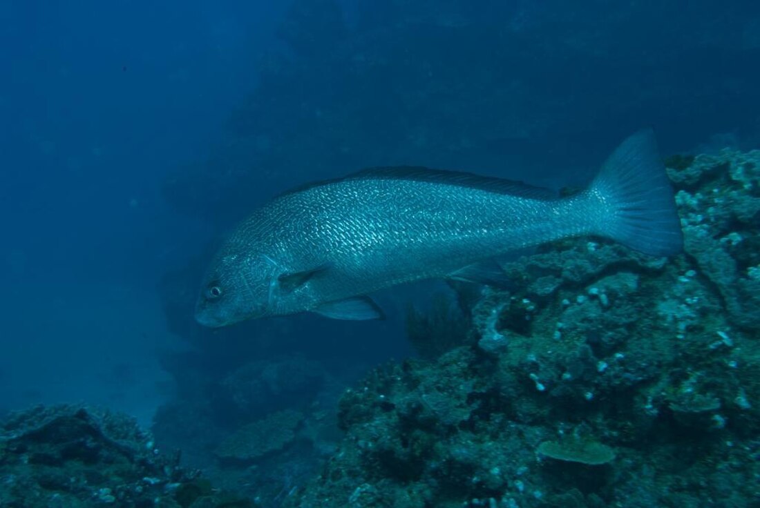 褐短鬚石首魚