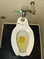 Urine in a toilet at the Denver Museum of Contemporary Art.JPG