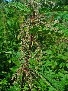 Urtica dioica Inmflorescences