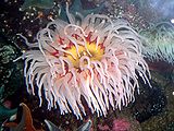 Urticina piscivora (Fish-eating anemone)