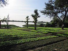 Zöldséges kert a Niger (folyó) mellett, Niamey közelében