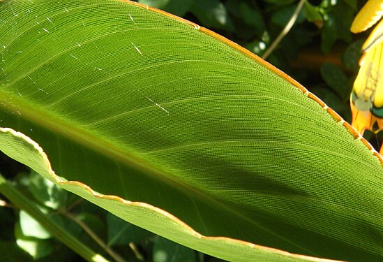 veins in leaf of strelitzia