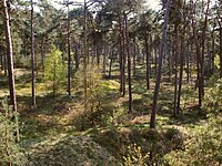 A forest in the geographically diverse Veluwe landstreek, Gelderland Veluweforest.jpg