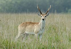 Venado-Campo-UY-Ozotoceros bezoarticus.jpg