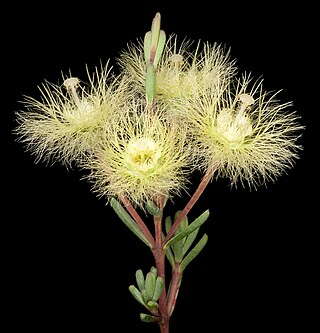 <i>Verticordia huegelii</i> Species of flowering plant