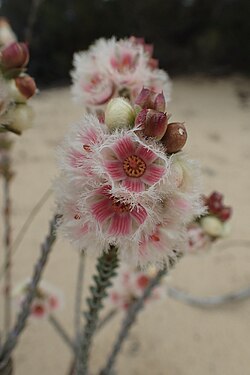 Verticordia ovalifolia Tarin Rock.jpg