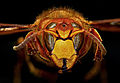 نمایی بزرگ‌شده از سر زنبور سرخ اروپایی
