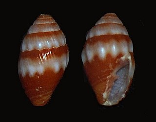 <i>Vexillum leucodesma</i> Species of gastropod
