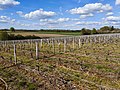 Vignette pour Orléans (AOC)