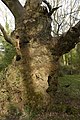 Vintage pollard oak in derelict wood pasture, April 2017, Aldermaston.jpg