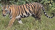 Walking tiger female.jpg