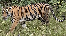 Panthera tigris - Wikipedia