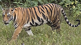 Eye of the Tiger - Wikipedia