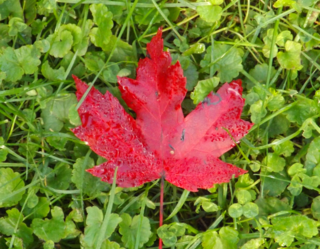 <i>The Red Maple Leaf</i> 2016 Canadian film