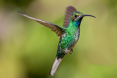 Sabrewing