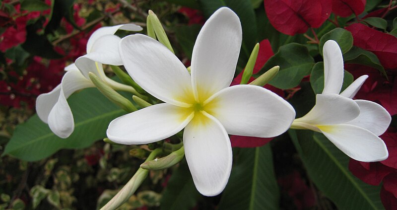 File:White Plumeria.JPG