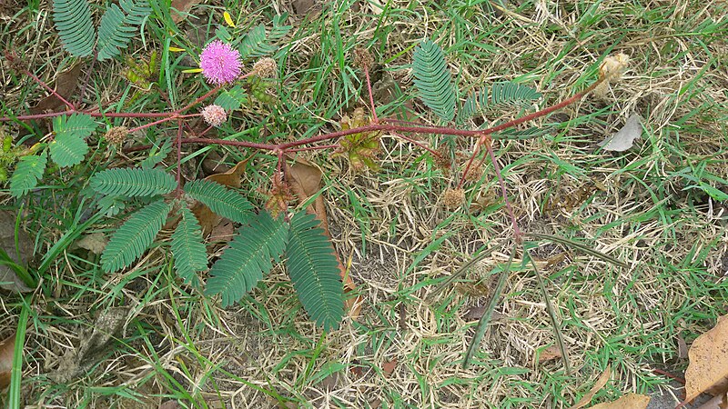 File:Whole plant Mimosa pudica.jpg