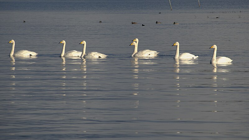 File:Whooper Swans Cygnus cygnus.jpg