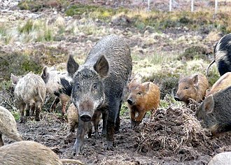 Mixed sounder of wild boar and domestic pigs at Culzie, Scotland Wild Boar at Culzie - geograph.org.uk - 1017910.jpg