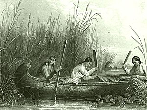 Wild rice harvesting 19th century.jpg