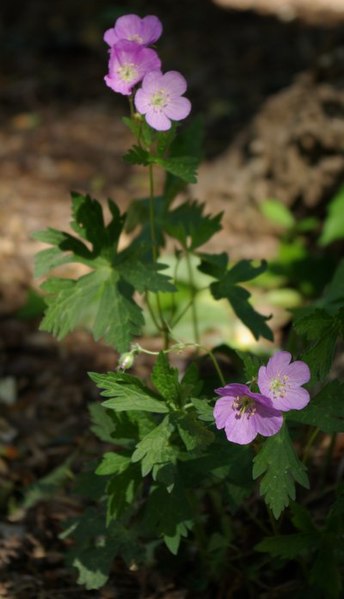 File:Wildgeranium.jpg