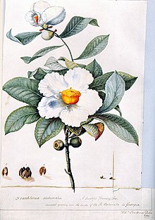 Franklinia alatamaha by William Bartram (1782) William Bartram01.jpg