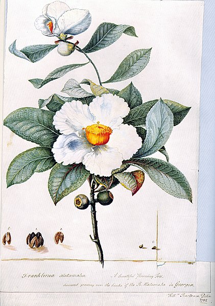 Franklinia alatamaha illustration by William Bartram