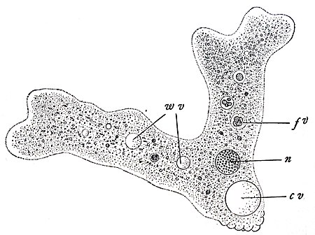 Wilson1900Fig3.jpg