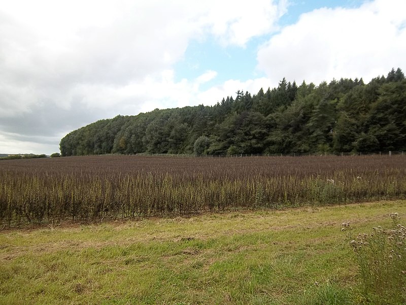 File:Woodland plantation - geograph.org.uk - 2047474.jpg