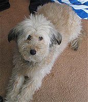 A Wheaten Terrier–Poodle hybrid, commonly known as a Whoodle.