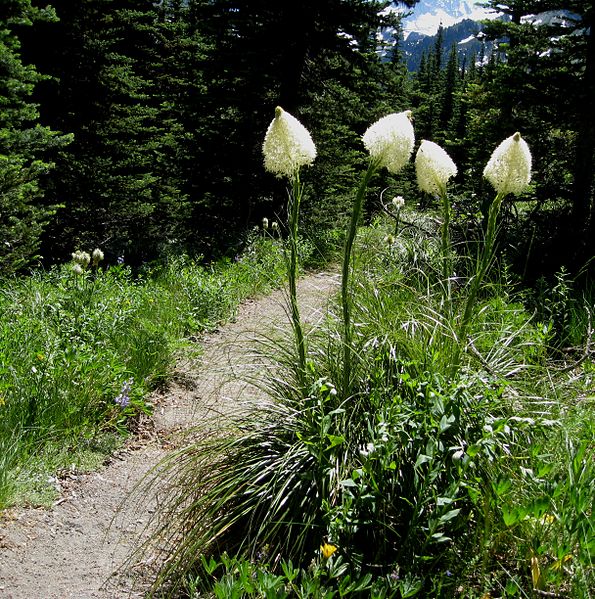 File:Xerophyllum tenax (Beargrass) - Flickr - brewbooks (6).jpg