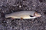 Yellowstone Cutthroat Trout