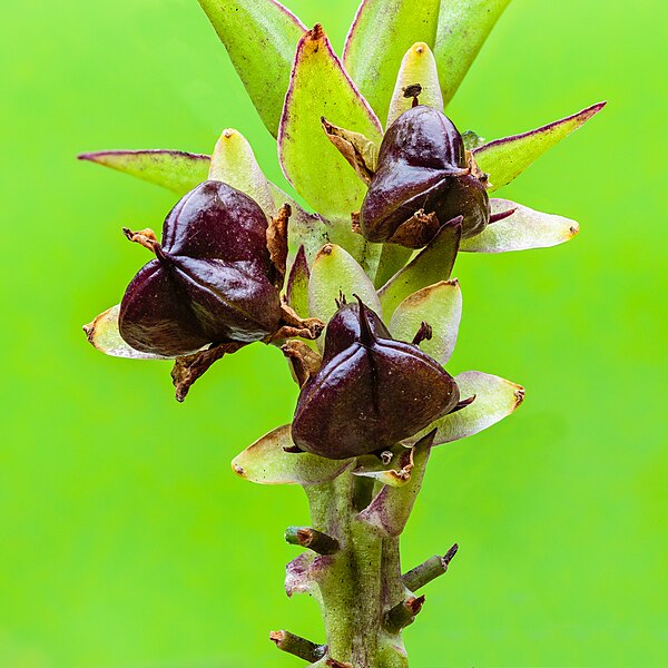 File:Zaadbox van een Eucomis kuiflelie. 01-10-2023. (d.j.b).jpg