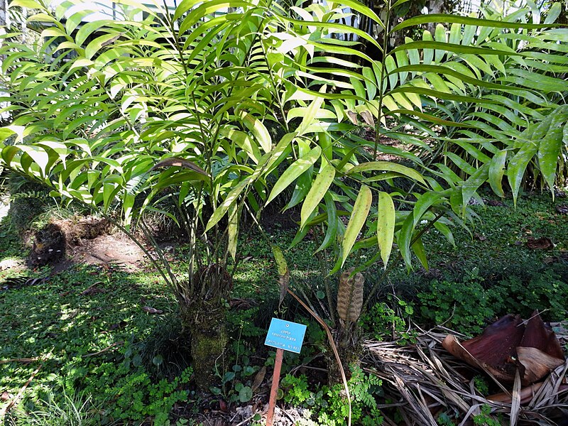 File:Zamia fairchildiana in Costa Rica.jpg