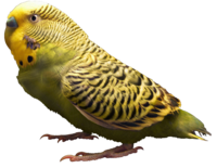 Same bird as the first one, retouched in Photoshop, transparent background. Labled version